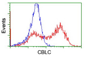 CBLC Antibody - HEK293T cells transfected with either overexpress plasmid (Red) or empty vector control plasmid (Blue) were immunostained by anti-CBLC antibody, and then analyzed by flow cytometry.