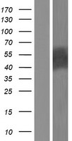 CBLC Protein - Western validation with an anti-DDK antibody * L: Control HEK293 lysate R: Over-expression lysate