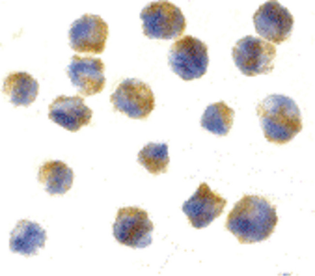 CBLN1 / Cerebellin 1 Antibody - Immunocytochemistry of precerebellin in 3T3 cells with precerebellin antibody at 10 ug/ml.