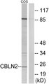 CBLN2 / Cerebellin 2 Antibody - Western blot analysis of lysates from COS cells, using CBLN2 Antibody. The lane on the right is blocked with the synthesized peptide.