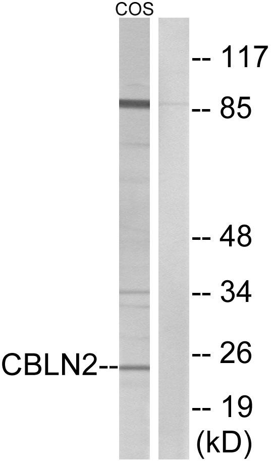 CBLN2 / Cerebellin 2 Antibody - Western blot analysis of extracts from COS cells, using CBLN2 antibody.