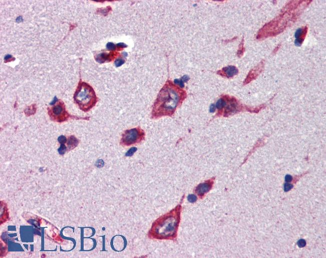 CBLN4 / Cerebellin 4 Antibody - Anti-CBLN4 antibody IHC of human brain, cortex. Immunohistochemistry of formalin-fixed, paraffin-embedded tissue after heat-induced antigen retrieval. Antibody concentration 5 ug/ml.  This image was taken for the unconjugated form of this product. Other forms have not been tested.