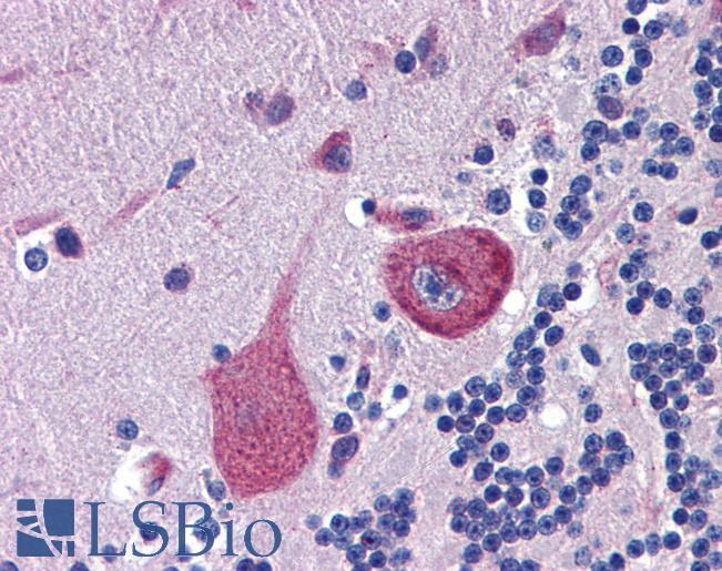 CBLN4 / Cerebellin 4 Antibody - Anti-CBLN4 antibody IHC of human brain, cerebellum. Immunohistochemistry of formalin-fixed, paraffin-embedded tissue after heat-induced antigen retrieval. Antibody concentration 5 ug/ml.  This image was taken for the unconjugated form of this product. Other forms have not been tested.