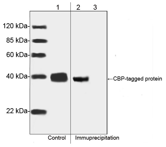 CBP Tag Antibody - Western blot analysis of immuno-precipitates CBP-tagged protein from the transfected CHO cell lysates. Lane 1: CBP-tagged protein from the transfected CHO cell lysates as input control. Lane 2: Immunoprecipitates of CBP-tagged protein from the transfected CHO cell lysates with CBP Tag Antibody, mAb, Mouse. Lane 3: Immunoprecipitates of the CBP-tagged protein from the transfected CHO cell lysates with Mouse IgG Control (Whole Molecule), Purified.