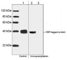 CBP Tag Antibody - Western blot analysis of immuno-precipitates CBP-tagged protein from the transfected CHO cell lysates. Lane 1: CBP-tagged protein from the transfected CHO cell lysates as input control. Lane 2: Immunoprecipitates of CBP-tagged protein from the transfected CHO cell lysates with CBP Tag Antibody, mAb, Mouse. Lane 3: Immunoprecipitates of the CBP-tagged protein from the transfected CHO cell lysates with Mouse IgG Control (Whole Molecule), Purified.