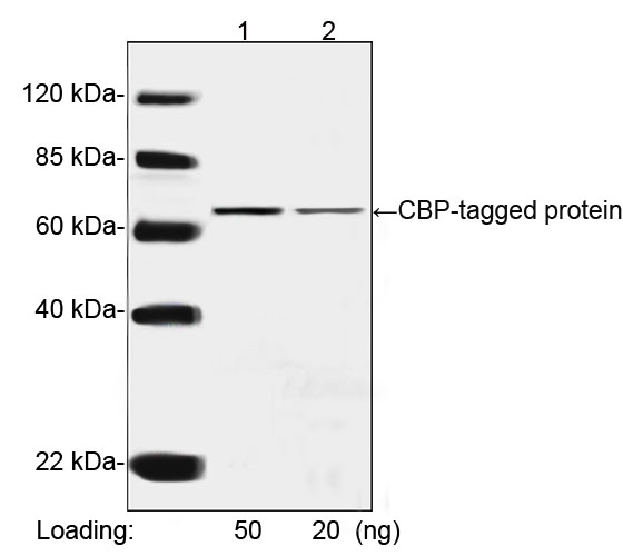 CBP Tag Antibody - Western blot analysis of CBP-tagged protein using CBP Tag Antibody, mAb, Mouse. The signal was developed with IRDye ™ 800 Conjugated affinity Purified Goat Anti-Mouse IgG.
