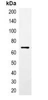 CBP Tag Antibody - Immunoprecipitation of CBP-tagged protein from HEK293T cells transfected with vector overexpressing CBP tag; using Anti-CBP-tag Antibody.