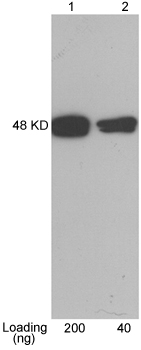 CBP Tag Antibody - Lane 1-2: CBP tag fusion protein expressed in E. coli Cell Lysate Antibody: 1 ug/ml Rabbit Anti-CBP-tag Polyclonal Antibody CBP-tag Antibody, pAb, Rabbit The result was developed with One-Step Western Basic Kit