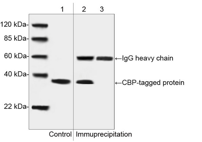 CBP Tag Antibody - Western blot analysis of CBP-tagged protein from the transfected CHO cell lysates and its immuno-precipitates. Lane 1: CBP-tagged protein from the transfected CHO cell lysates as input control. Lane 2: Immuno-precipitates of CBP-tagged protein from the transfected CHO cell lysates with CBP Tag Antibody, pAb, Rabbit. Lane 3: Immuno-precipitates of the CBP-tagged protein from the transfected CHO cell lysates with Rabbit IgG Control (Whole Molecule), Purified.