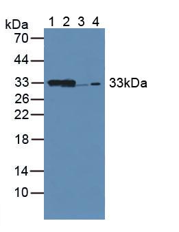 CBR / CBR1 Antibody - Western Blot; Sample: Lane1: Mouse Kidney Tissue; Lane2: Mouse Liver Tissue; Lane3: Rat Kidney Tissue; Lane4: Human 293T Cells.