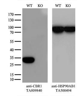 CBR / CBR1 Antibody - Equivalent amounts of cell lysates  were separated by SDS-PAGE and immunoblotted with anti-CBR1 monoclonal antibody. Then the blotted membrane was stripped and reprobed with anti-HSP90 antibody as a loading control.