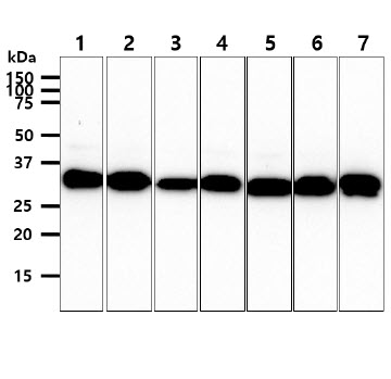 CBR3 Antibody - The lysates (40ug) were resolved by SDS-PAGE, transferred to PVDF membrane and probed with anti-human CBR3 antibody (1:1000). Proteins were visualized using a goat anti-mouse secondary antibody conjugated to HRP and an ECL detection system. Lane 1.: HepG2 cell lysate Lane 2.: HeLa cell lysate Lane 3.: 293T cell lysate Lane 4.: MCF7 cell lysate Lane 5.: A549 cell lysate Lane 6.: SW480 cell lysate Lane 7.: Mouse brain tissue lysate