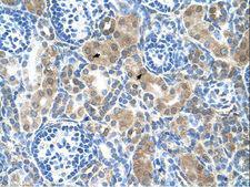 CBS Antibody - CBS antibody CBS(cystathionine-beta-synthase) Antibody was used in IHC to stain formalin-fixed, paraffin-embedded human kidney.  This image was taken for the unconjugated form of this product. Other forms have not been tested.