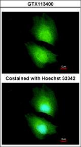 CBS Antibody - Immunofluorescence of paraformaldehyde-fixed HeLa using CBS antibody at 1:200 dilution.