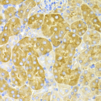 CBS Antibody - Immunohistochemistry of paraffin-embedded mouse kidney tissue.