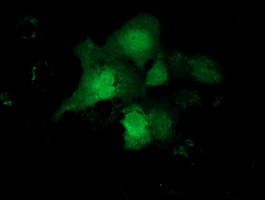 CBWD1 Antibody - Anti-CBWD1 mouse monoclonal antibody  immunofluorescent staining of COS7 cells transiently transfected by pCMV6-ENTRY CBWD1.