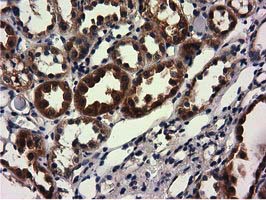 CBWD1 Antibody - IHC of paraffin-embedded Human Kidney tissue using anti-CBWD1 mouse monoclonal antibody.