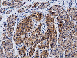 CBWD1 Antibody - Immunohistochemical staining of paraffin-embedded Human pancreas tissue using anti-CBWD1 mouse monoclonal antibody.