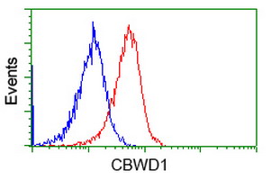 CBWD1 Antibody - Flow cytometric Analysis of Jurkat cells, using anti-CBWD1 antibody, (Red), compared to a nonspecific negative control antibody, (Blue).