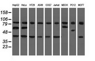 CBWD1 Antibody - Western blot analysis of extracts (35ug) from 9 different cell lines by using anti-CBWD1 monoclonal antibody.