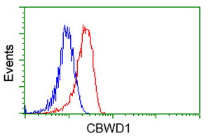 CBWD1 Antibody - Flow cytometric Analysis of Hela cells, using anti-CBWD1 antibody, (Red), compared to a nonspecific negative control antibody, (Blue).