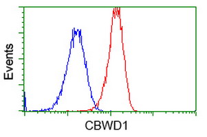 CBWD1 Antibody - Flow cytometry of HeLa cells, using anti-CBWD1 antibody, (Red), compared to a nonspecific negative control antibody, (Blue).