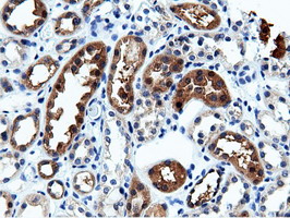 CBWD1 Antibody - Immunohistochemical staining of paraffin-embedded Human Kidney tissue using anti-CBWD1 mouse monoclonal antibody.