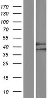 CBWD1 Protein - Western validation with an anti-DDK antibody * L: Control HEK293 lysate R: Over-expression lysate