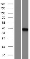 CBWD5 Protein - Western validation with an anti-DDK antibody * L: Control HEK293 lysate R: Over-expression lysate