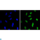 CBX1 / HP1 Beta Antibody - Immunofluorescence (IF) analysis of HeLa cells using CBX1 Monoclonal Antibody (green). Blue: DRAQ5 fluorescent DNA dye.