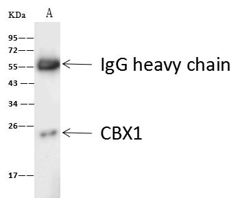 CBX1 / HP1 Beta Antibody - ADA was immunoprecipitated using: Lane A: 0.5 mg Jurkat Whole Cell Lysate. 4 uL anti-ADA rabbit polyclonal antibody and 60 ug of Immunomagnetic beads Protein A/G. Primary antibody: Anti-ADA rabbit polyclonal antibody, at 1:100 dilution. Secondary antibody: Goat Anti-Rabbit IgG (H+L)/HRP at 1/10000 dilution. Developed using the ECL technique. Performed under reducing conditions. Predicted band size: 41 kDa. Observed band size: 43 kDa.