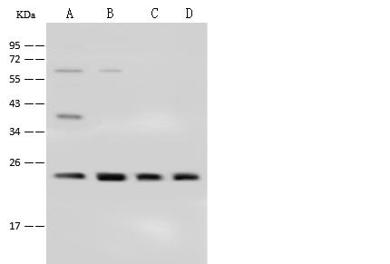 CBX1 / HP1 Beta Antibody - Anti-CBX1 rabbit polyclonal antibody at 1:500 dilution. Lane A: HeLa Whole Cell Lysate. Lane B: MCF7 Whole Cell Lysate. Lane C: A431 Whole Cell Lysate. Lane D: 293T Whole Cell Lysate. Lysates/proteins at 30 ug per lane. Secondary: Goat Anti-Rabbit IgG (H+L)/HRP at 1/10000 dilution. Developed using the ECL technique. Performed under reducing conditions. Predicted band size: 21 kDa.