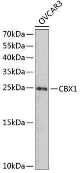 CBX1 / HP1 Beta Antibody - Western blot analysis of extracts of OVCAR-3 cells using CBX1 Polyclonal Antibody at dilution of 1:1000.