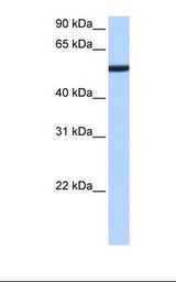 CBX2 Antibody - Heart cell lysate. Antibody concentration: 0.5 ug/ml. Gel concentration: 12%.  This image was taken for the unconjugated form of this product. Other forms have not been tested.