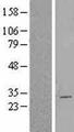 CBX2 Protein - Western validation with an anti-DDK antibody * L: Control HEK293 lysate R: Over-expression lysate