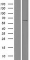 CBX2 Protein - Western validation with an anti-DDK antibody * L: Control HEK293 lysate R: Over-expression lysate