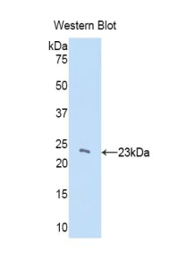 CBX3 / HP1 Gamma Antibody - Western blot of recombinant CBX3 / HP1 Gamma.  This image was taken for the unconjugated form of this product. Other forms have not been tested.