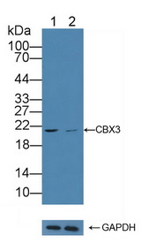 CBX3 / HP1 Gamma Antibody - Knockout Varification: Lane 1: Wild-type A375 cell lysate; Lane 2: CBX3 knockout A375 cell lysate; Predicted MW: 21kd Observed MW: 21kd Primary Ab: 1µg/ml Rabbit Anti-Human CBX3 Antibody Second Ab: 0.2µg/mL HRP-Linked Caprine Anti-Rabbit IgG Polyclonal Antibody