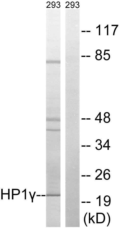 CBX3 / HP1 Gamma Antibody - Western blot analysis of lysates from 293 cells, using HP1 gamma Antibody. The lane on the right is blocked with the synthesized peptide.