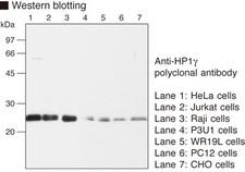 CBX3 / HP1 Gamma Antibody
