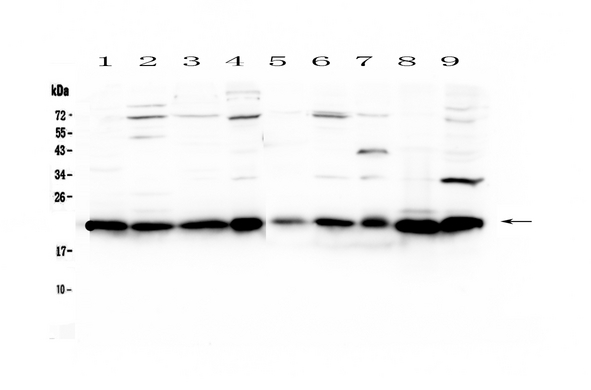 CBX3 / HP1 Gamma Antibody - Western blot - Anti-HP1 gamma Picoband antibody