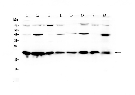 CBX3 / HP1 Gamma Antibody - Western blot - Anti-HP1 gamma Picoband antibody