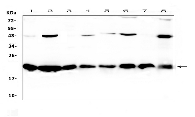 CBX3 / HP1 Gamma Antibody - Western blot analysis of HP1 gamma using anti-HP1 gamma antibody. Electrophoresis was performed on a 5-20% SDS-PAGE gel at 70V (Stacking gel) / 90V (Resolving gel) for 2-3 hours. The sample well of each lane was loaded with 50ug of sample under reducing conditions. Lane 1: human Hela cell lysate,Lane 2: human MCF-7 cell lysate,Lane 3: human COLO-320 cell lysate,Lane 4: human HepG2 cell lysate,Lane 5: human placenta tissue lysate,Lane 6: human A549 cell lysate,Lane 7: human SK-OV-3 cell lysate,Lane 8: human PANC-1 cell lysate. After Electrophoresis, proteins were transferred to a Nitrocellulose membrane at 150mA for 50-90 minutes. Blocked the membrane with 5% Non-fat Milk/ TBS for 1.5 hour at RT. The membrane was incubated with rabbit anti-HP1 gamma antigen affinity purified polyclonal antibody at 0.5 µg/mL overnight at 4°C, then washed with TBS-0.1% Tween 3 times with 5 minutes each and probed with a goat anti-rabbit IgG-HRP secondary antibody at a dilution of 1:10000 for 1.5 hour at RT. The signal is developed using an Enhanced Chemiluminescent detection (ECL) kit with Tanon 5200 system. A specific band was detected for HP1 gamma at approximately 21KD. The expected band size for HP1 gamma is at 21KD.