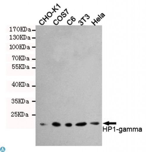 CBX3 / HP1 Gamma Antibody - Western blot detection of HP1-gamma in Hela, 3T3, C6, COS7 and CHO-K1 cell lysates using HP1-gamma mouse mAb (1:1000 diluted). Predicted band size: 22KDa. Observed band size: 22KDa.