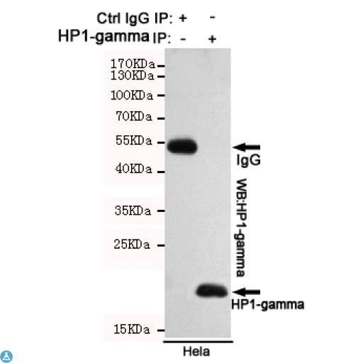 CBX3 / HP1 Gamma Antibody - Immunoprecipitation analysis of Hela cell lysates using HP1-gamma mouse mAb.