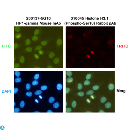 CBX3 / HP1 Gamma Antibody - Immunocytochemistry staining of HeLa cells fixed with -20°C Methanol and using HP1-gamma (200137-5G10,dilution 1:200) mouse mAb (green) and Histone H3.1 (Phospho-Ser10) (310045,dilution 1:200) Rabbit pAb (red). DAPI was used to stain nucleus (blue).