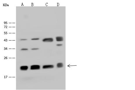 CBX3 / HP1 Gamma Antibody - Anti-CBX3 rabbit polyclonal antibody at 1:500 dilution. Lane A: HeLa Whole Cell Lysate. Lane B: Jurkat Whole Cell Lysate. Lane C: A431 Whole Cell Lysate. Lane D: HepG2 Whole Cell Lysate. Lysates/proteins at 30 ug per lane. Secondary: Goat Anti-Rabbit IgG (H+L)/HRP at 1/10000 dilution. Developed using the ECL technique. Performed under reducing conditions. Predicted band size: 21 kDa. Observed band size: 21 kDa.