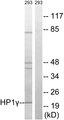 CBX3 / HP1 Gamma Antibody - Western blot analysis of extracts from 293 cells, using HP1? (Ab-93) antibody.