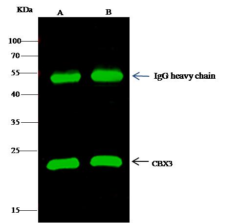CBX3 / HP1 Gamma Antibody - CBX3 was immunoprecipitated using: Lane A: 0.5 mg Hela Whole Cell Lysate. Lane B: 0.5 mg A549 Whole Cell Lysate. 2 uL anti-CBX3 rabbit polyclonal antibody and 15 ul of 50% Protein G agarose. Primary antibody: Anti-CBX3 rabbit polyclonal antibody, at 1:200 dilution. Secondary antibody: Dylight 800-labeled antibody to rabbit IgG (H+L), at 1:5000 dilution. Developed using the odssey technique. Performed under reducing conditions. Predicted band size: 20 kDa. Observed band size: 20 kDa.