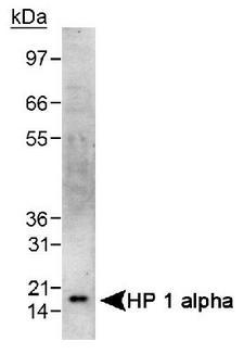 CBX5 / HP1 Alpha Antibody - Detection of HP 1 alpha in HeLa whole cell lysate using HP 1 alpha Antibody. 1 min. ECL exposure.  This image was taken for the unconjugated form of this product. Other forms have not been tested.